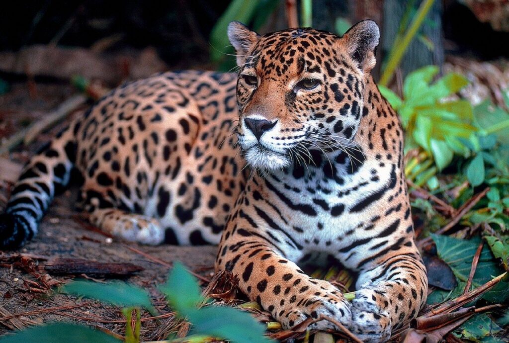 Belize Zoo Jaguar