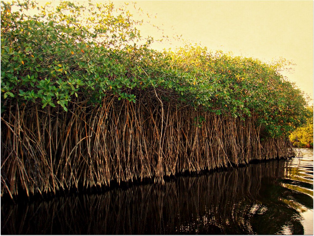 Mangroves Belize