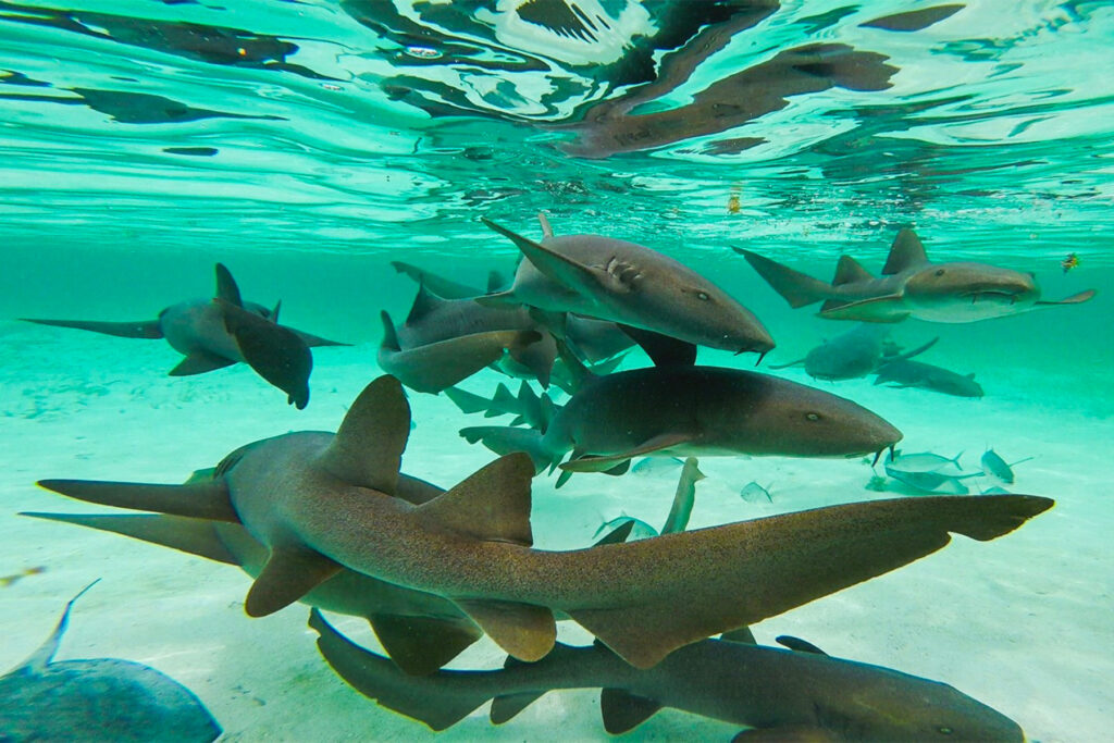 Shark Ray Alley