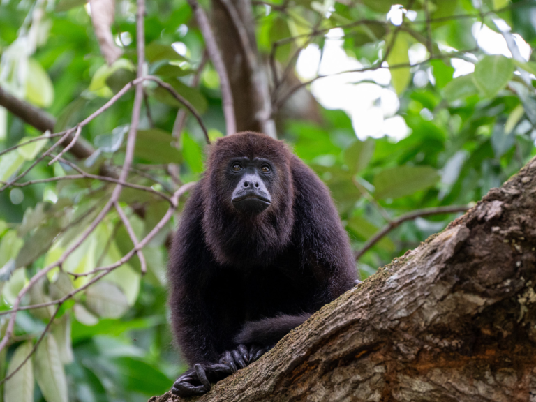 baboon sanctuary